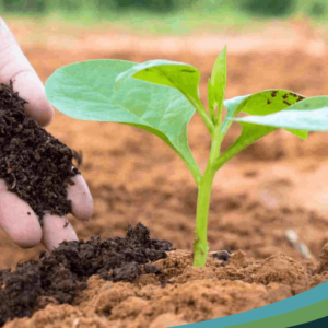 vermicompost