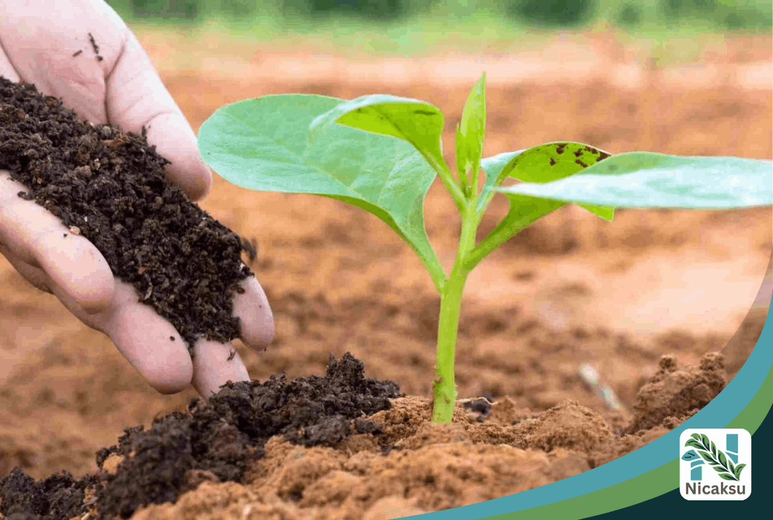 vermicompost